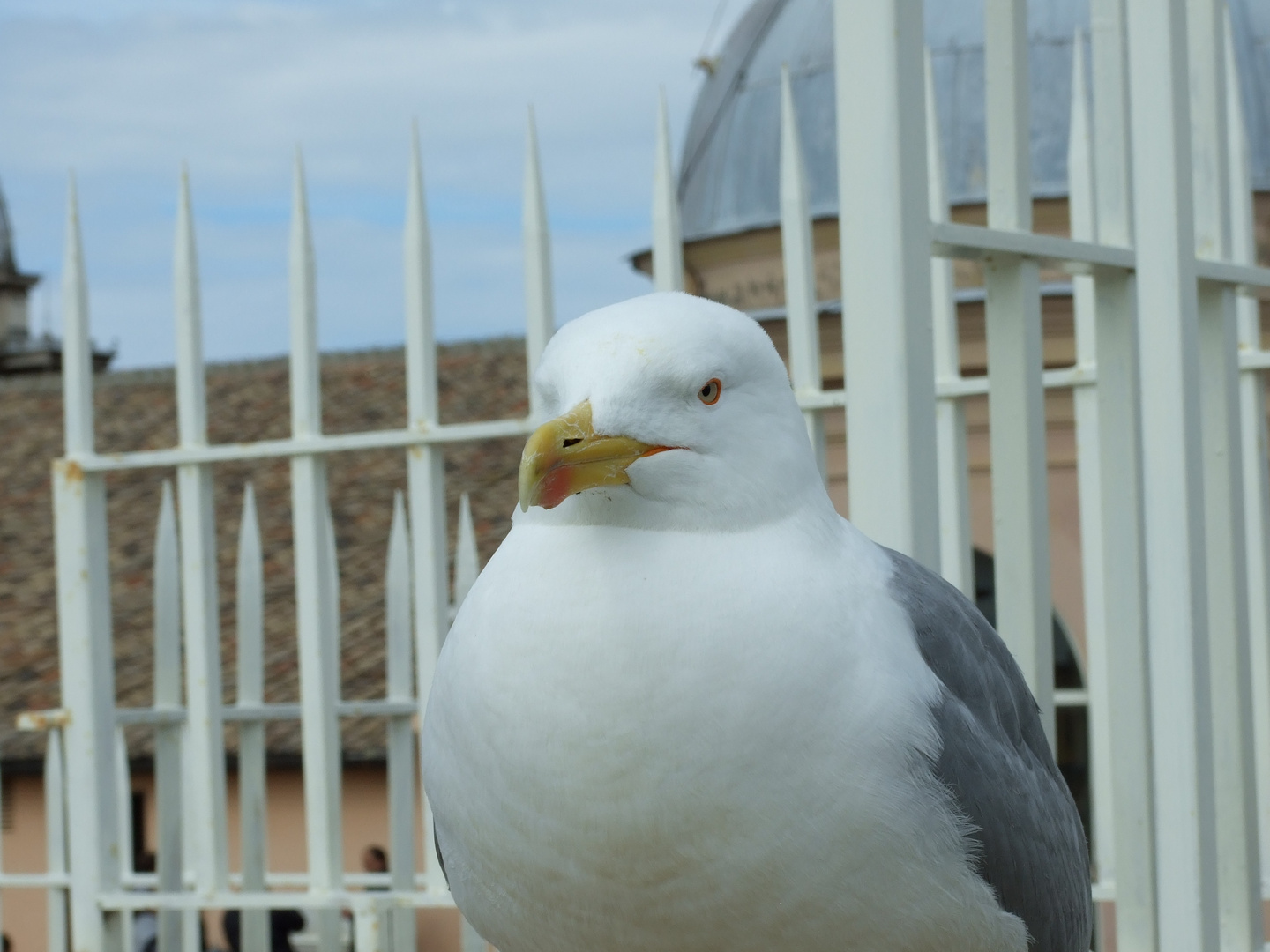 Möve am Petersdom