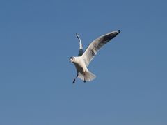 Möve am Rheinauhafen, Köln