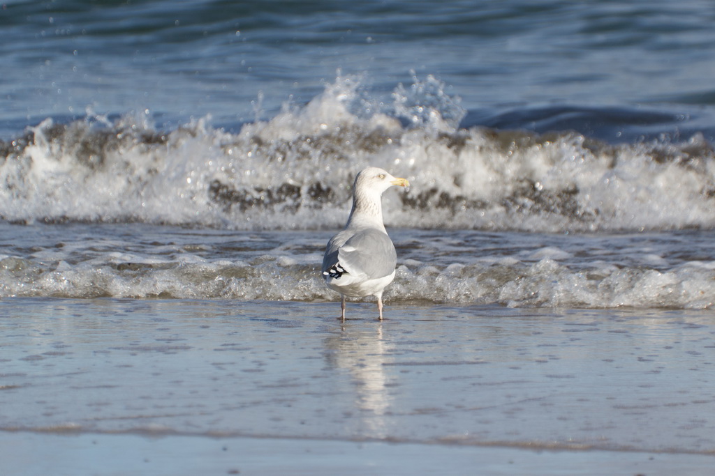 Möve am Strand 02