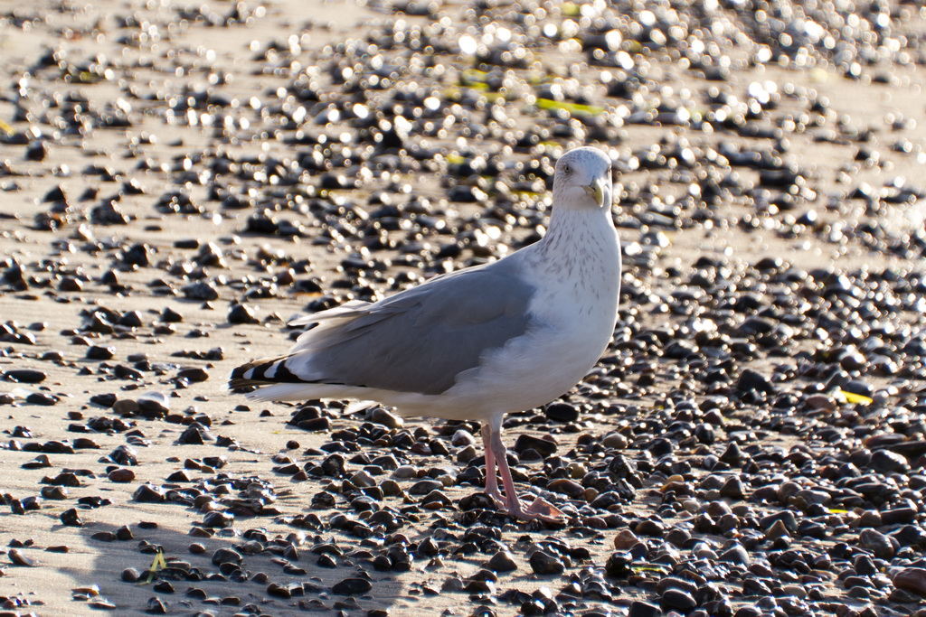 Möve am Strand 04