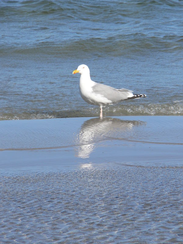 Möve am Strand