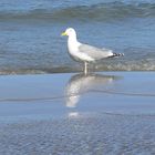 Möve am Strand