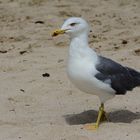 Möve am Strand