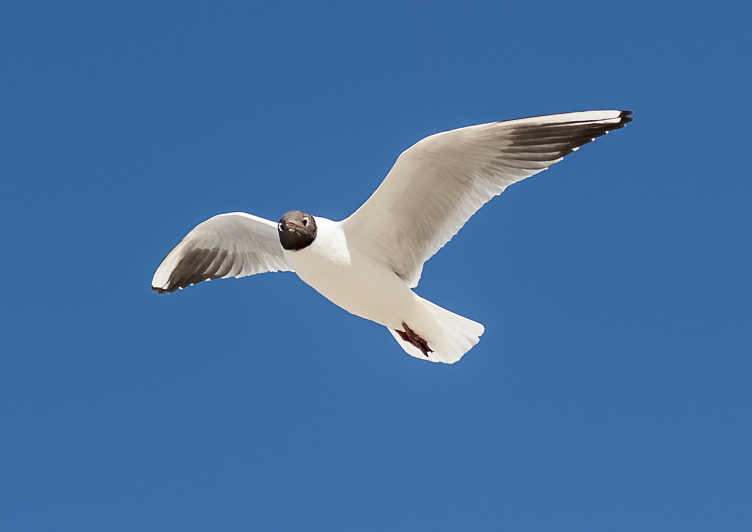 Möve am Strand