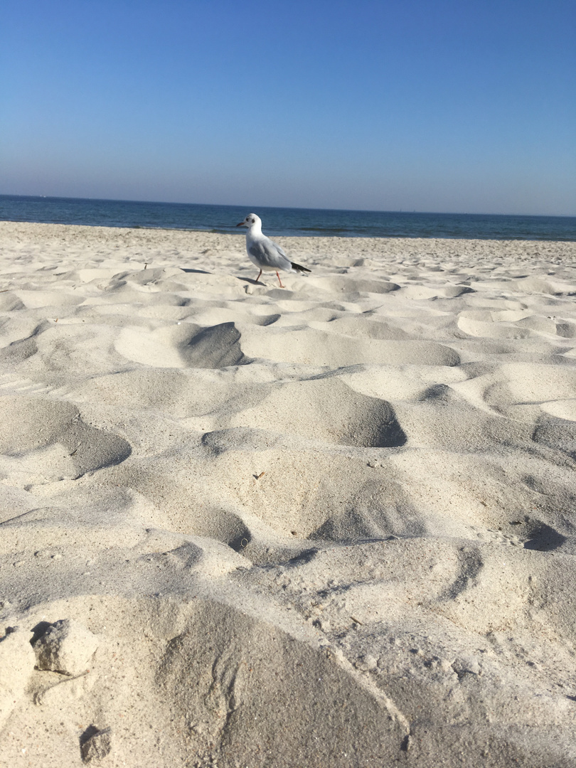 Möve am Strand