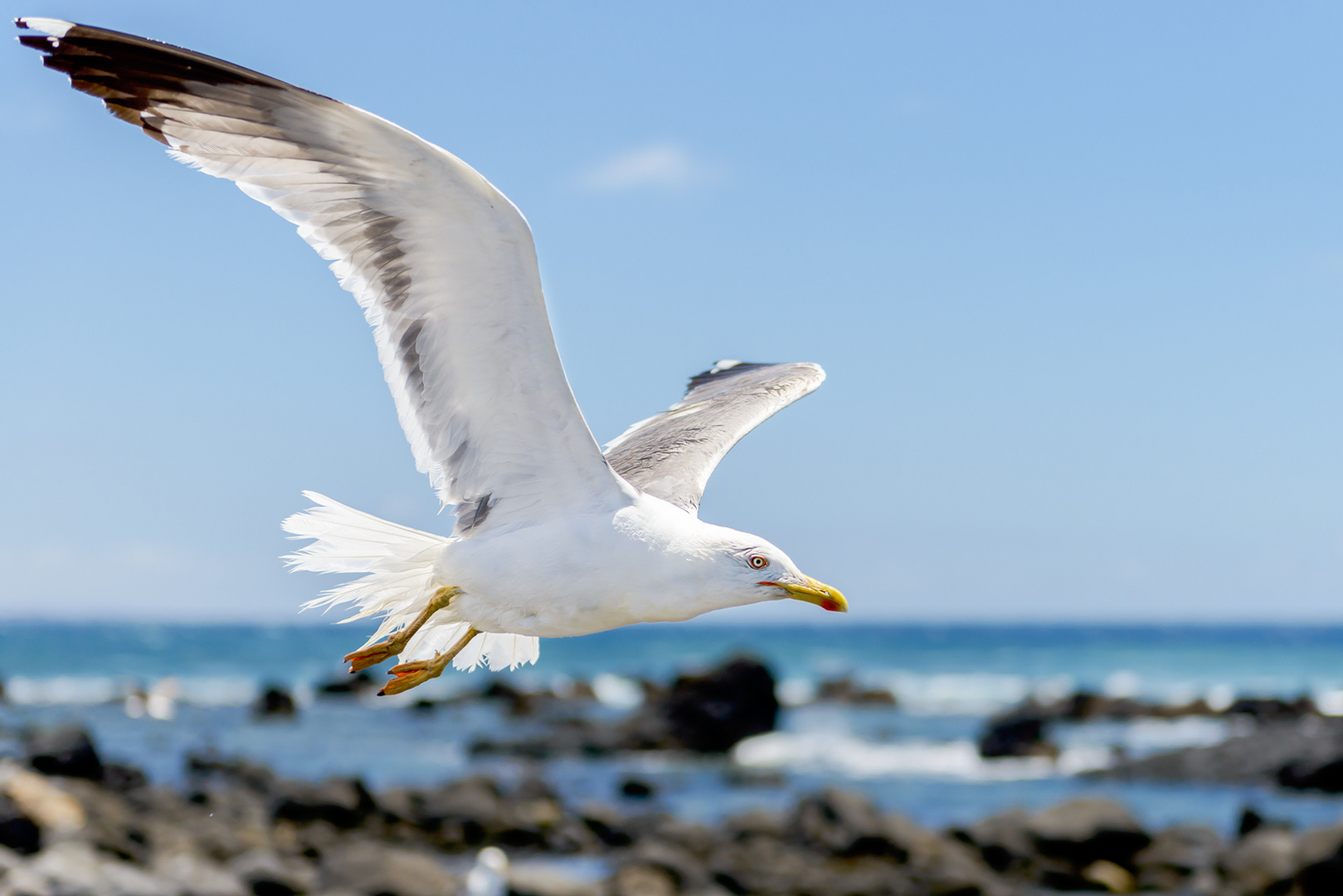 Möve am Strand