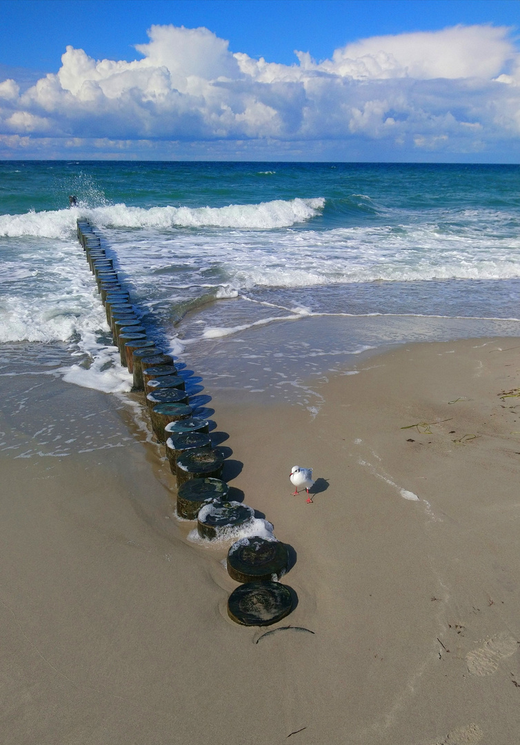 Möve am Strand