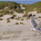 Möve am Strand auf Amrum