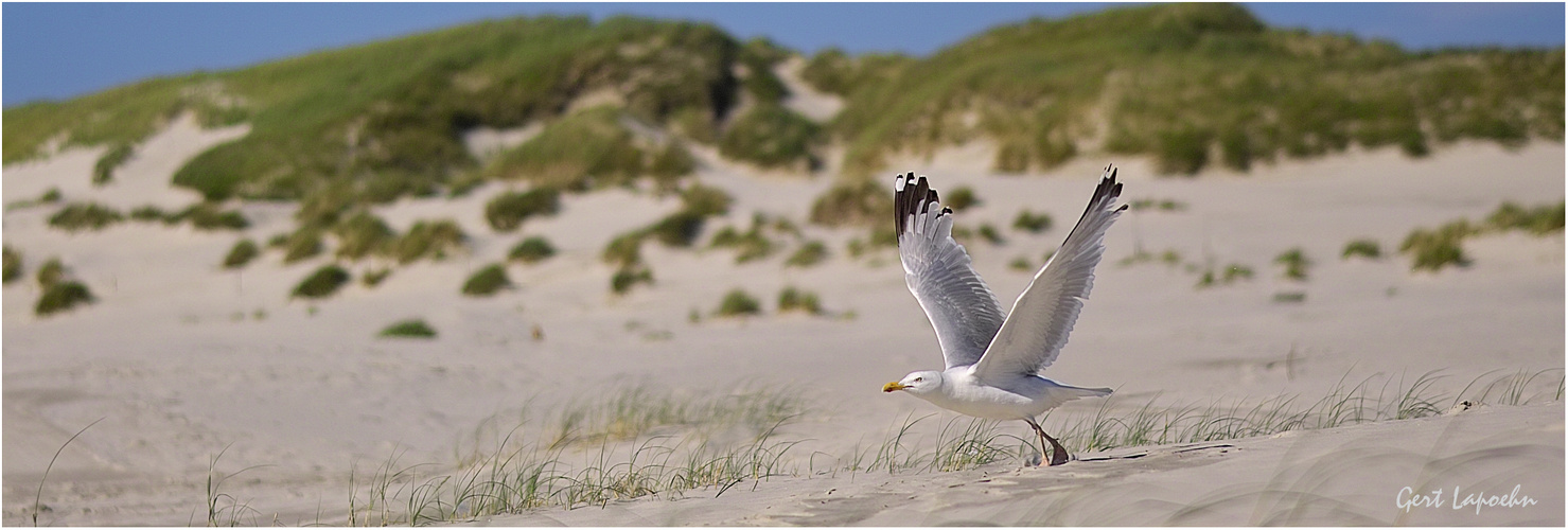 Möve am Strand auf Amrum