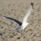 Möve am Strand bei Westerland auf Sylt