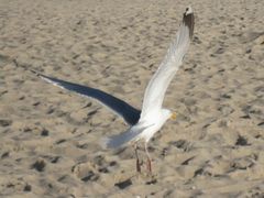 Möve am Strand bei Westerland auf Sylt