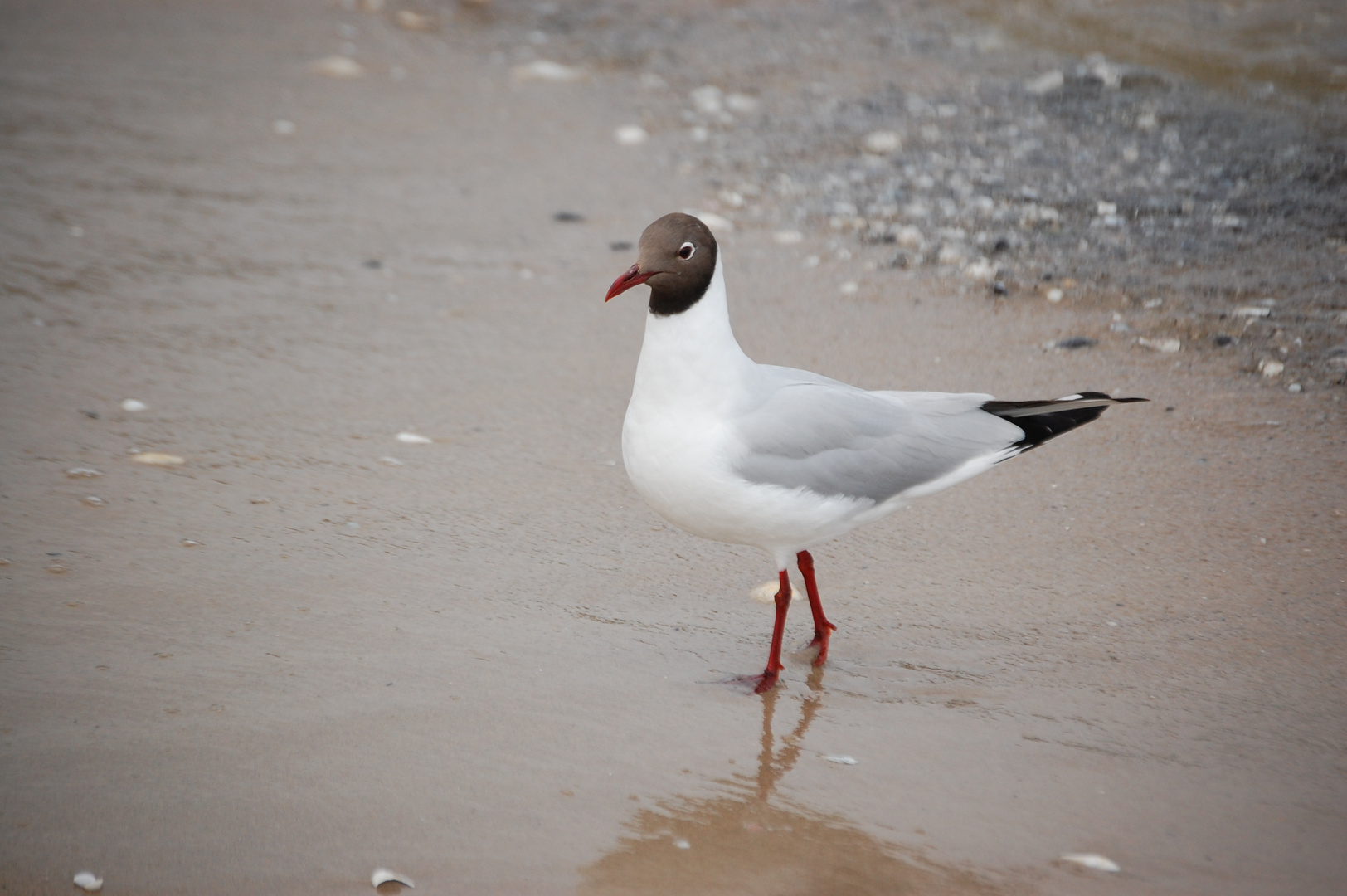 Möve am Strand