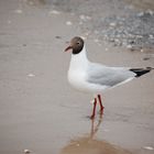 Möve am Strand