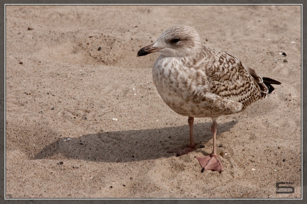 Möve am Strand