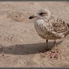 Möve am Strand