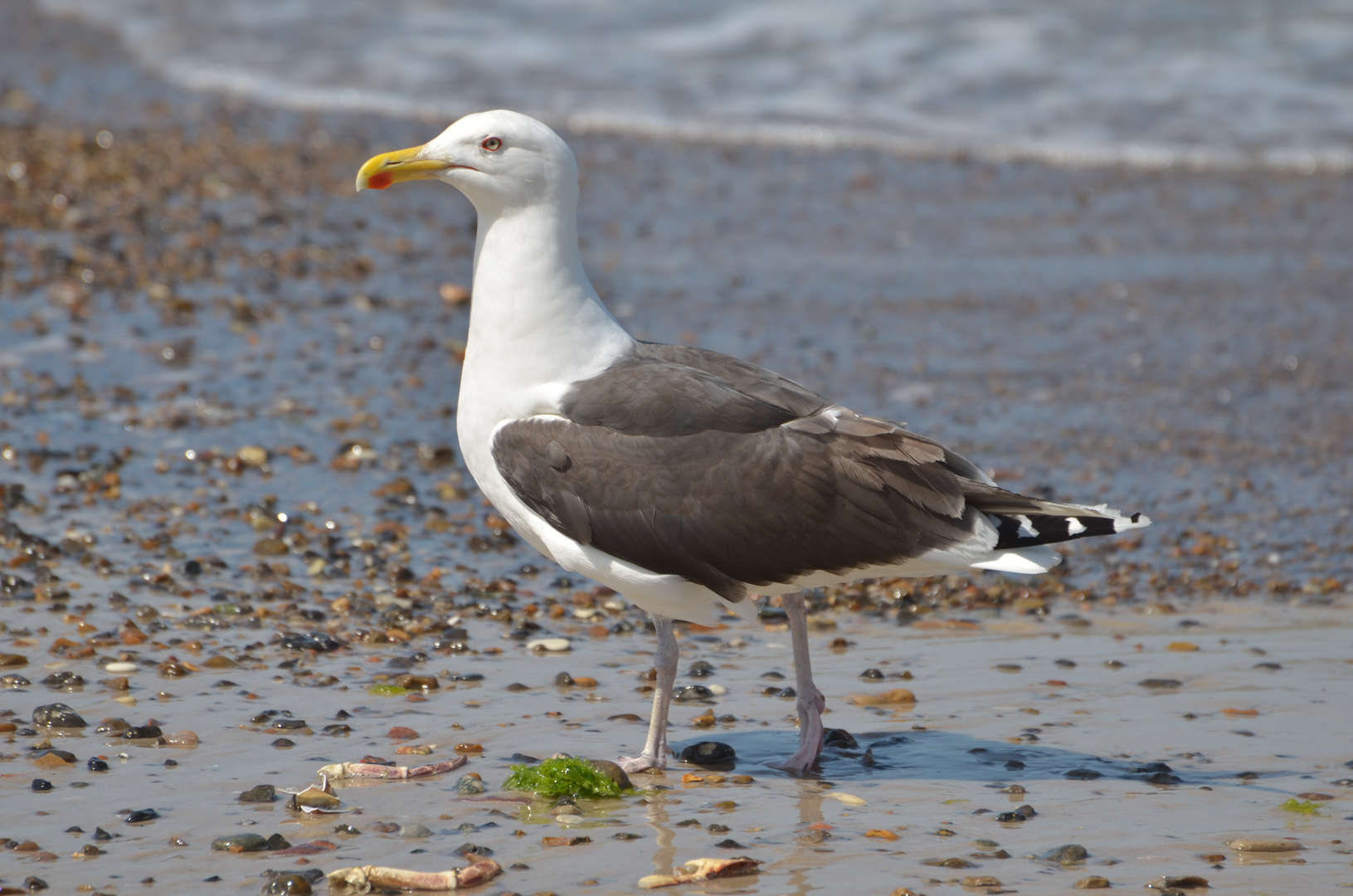 Möve am Strand - Norre Vorupor - Dänemark