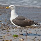 Möve am Strand - Norre Vorupor - Dänemark