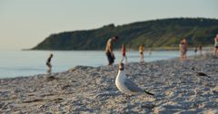 Möve am Strand Vitte 