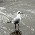 Möve am Strand von Bournemouth