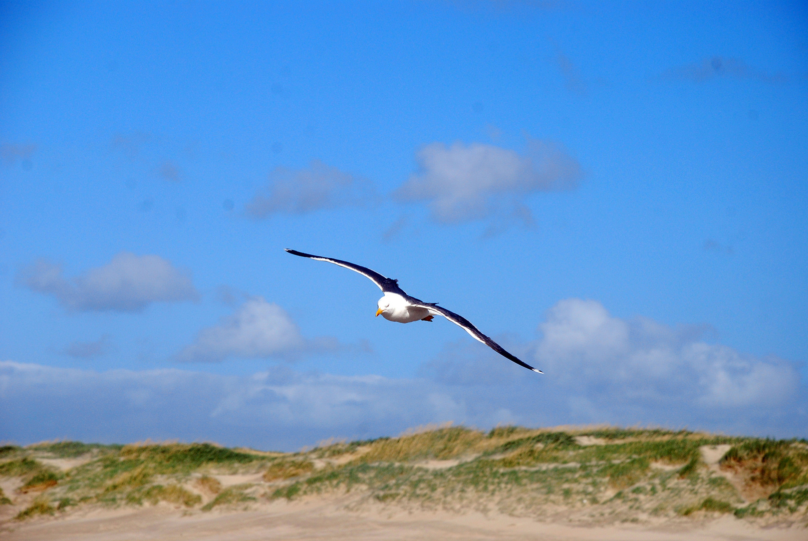 Möve am Strand von Romo