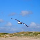 Möve am Strand von Romo