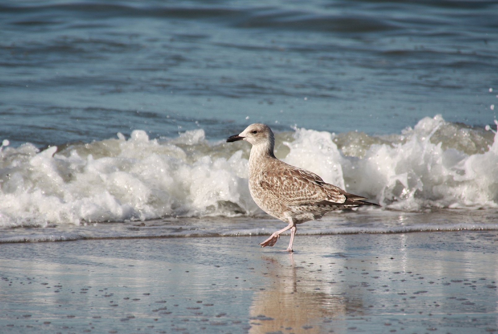 Möve am Strand von Wangeroge