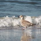 Möve am Strand von Wangeroge