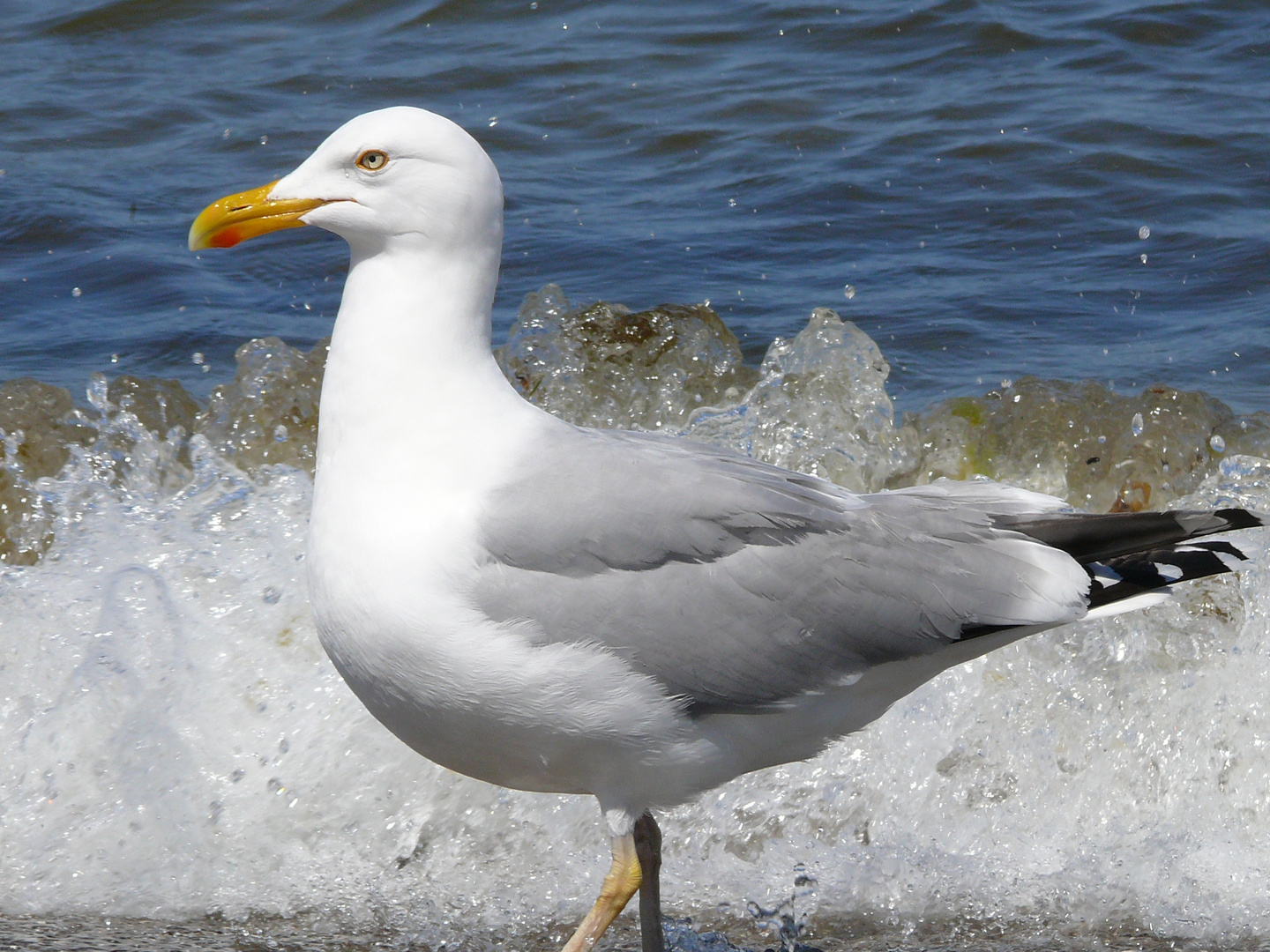 Möve am Zingster Strand