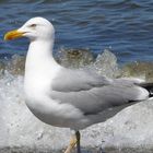 Möve am Zingster Strand