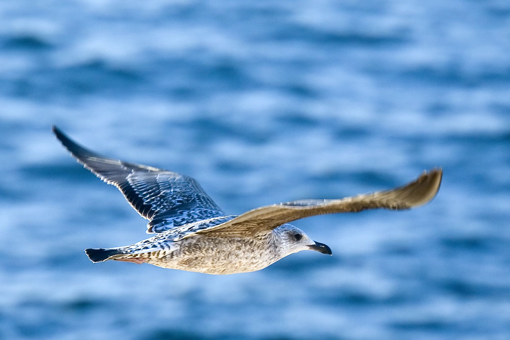 Möve an der Algarve