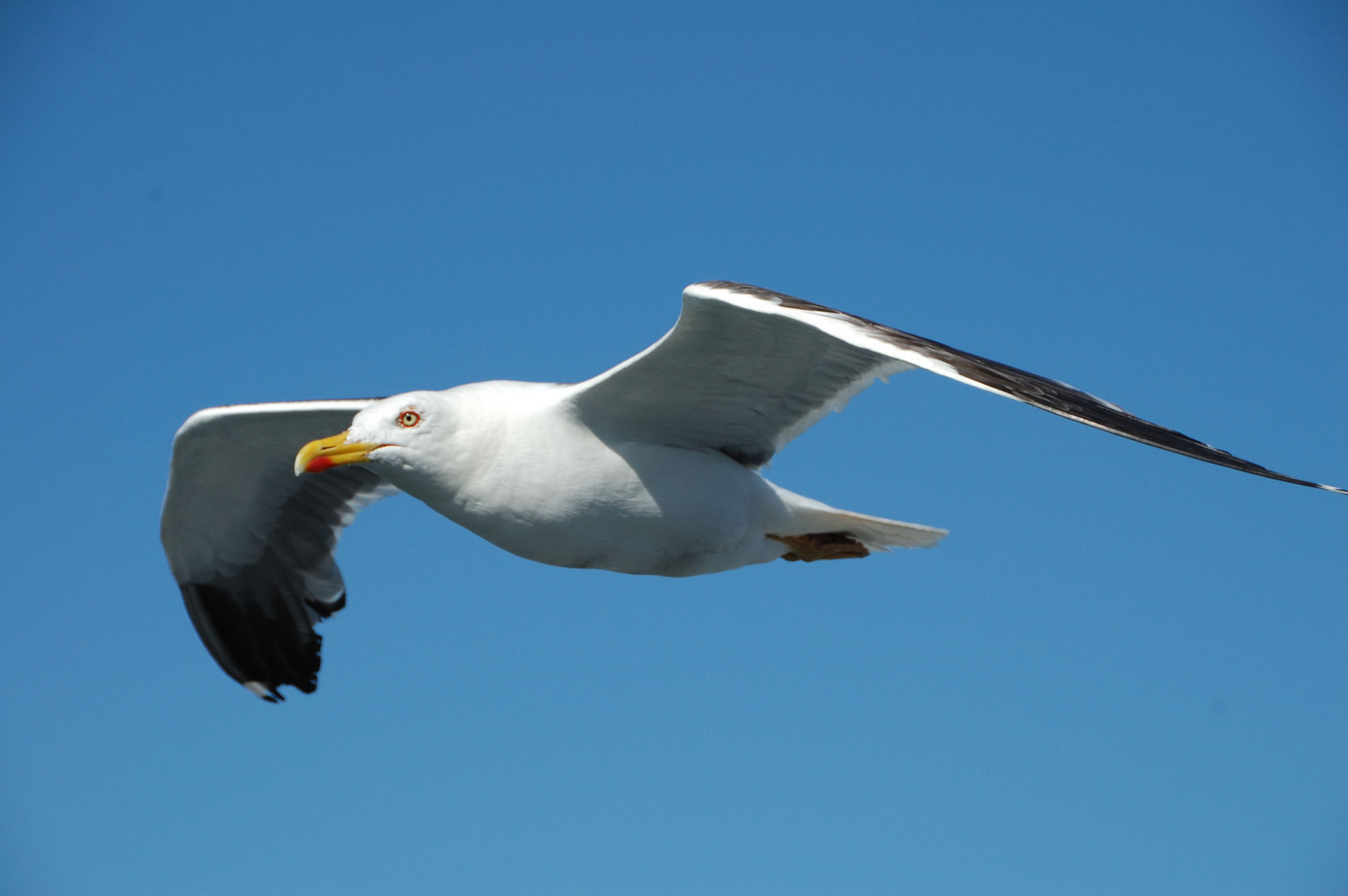 Möve an der Nordsee Foto & Bild | tiere, tierdetails, natur Bilder auf ...