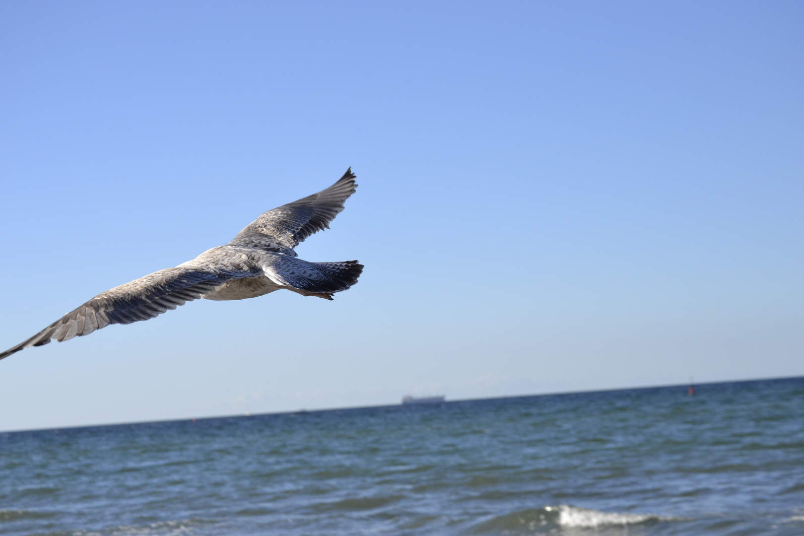 Möve an der Ostsee