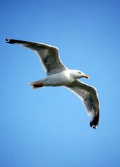 Möve an der Ostsee