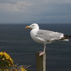 Möve an der Südküste Irlands