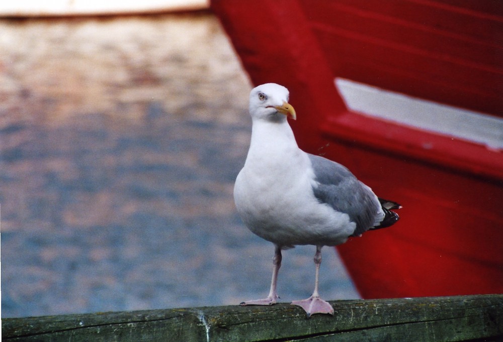 Möve an Hafen vor Boot, rot