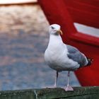 Möve an Hafen vor Boot, rot