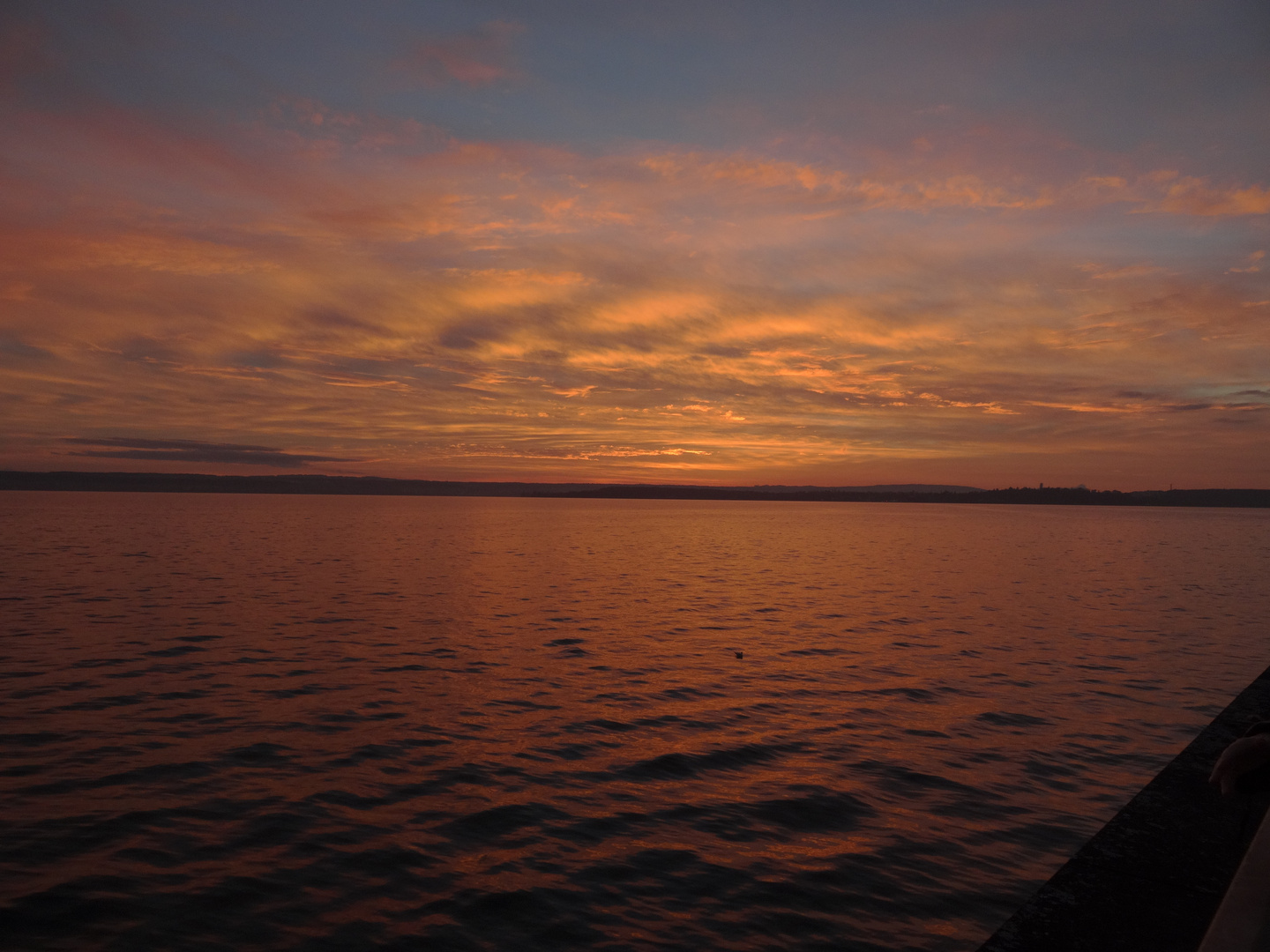 Möve auf dem abendlichen Bodensee