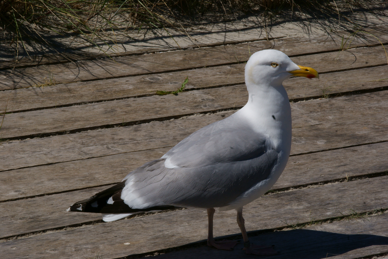 Möve auf der Düne in Helgoland