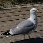 Möve auf der Düne in Helgoland