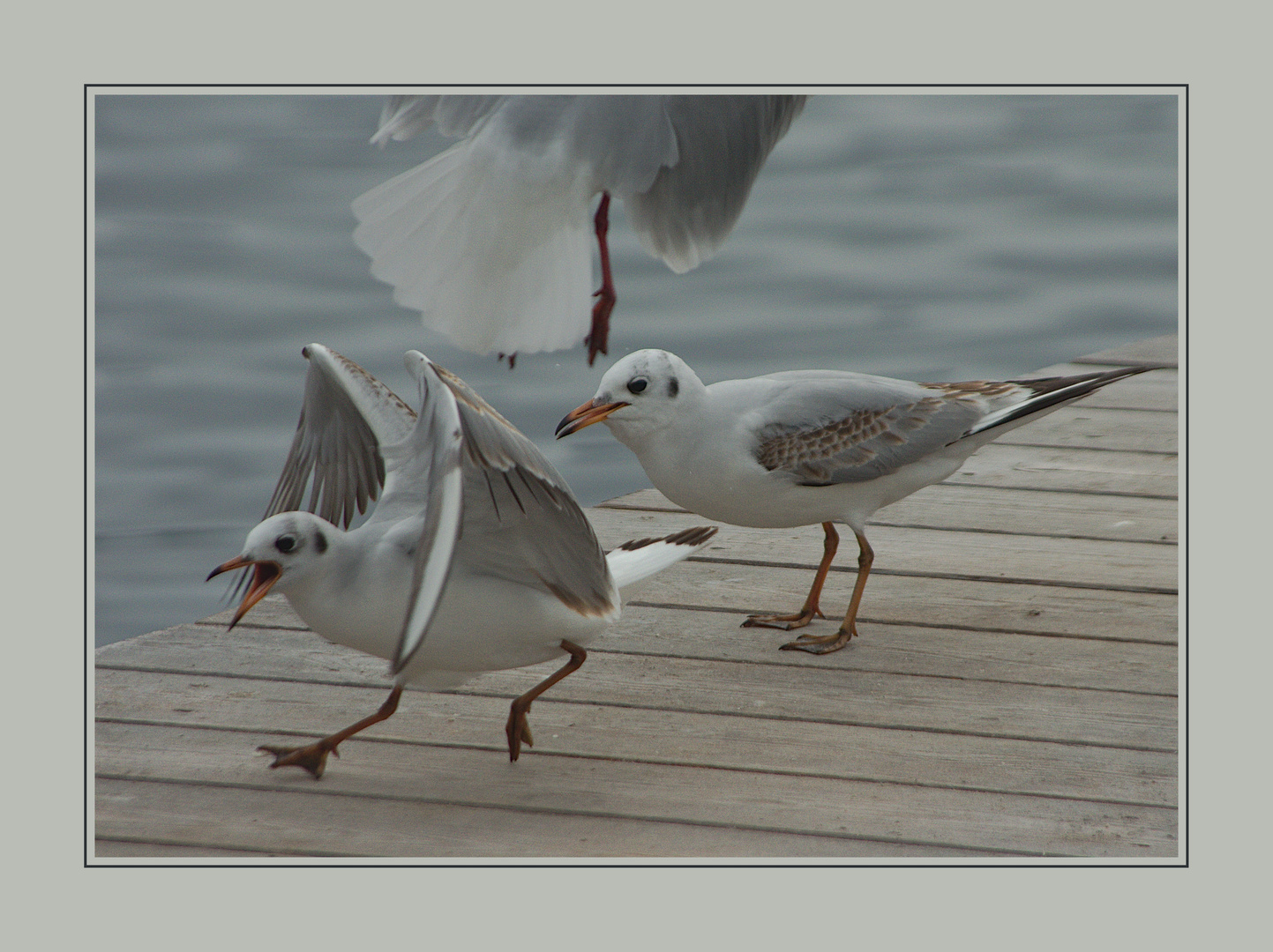 Möve auf der Flucht