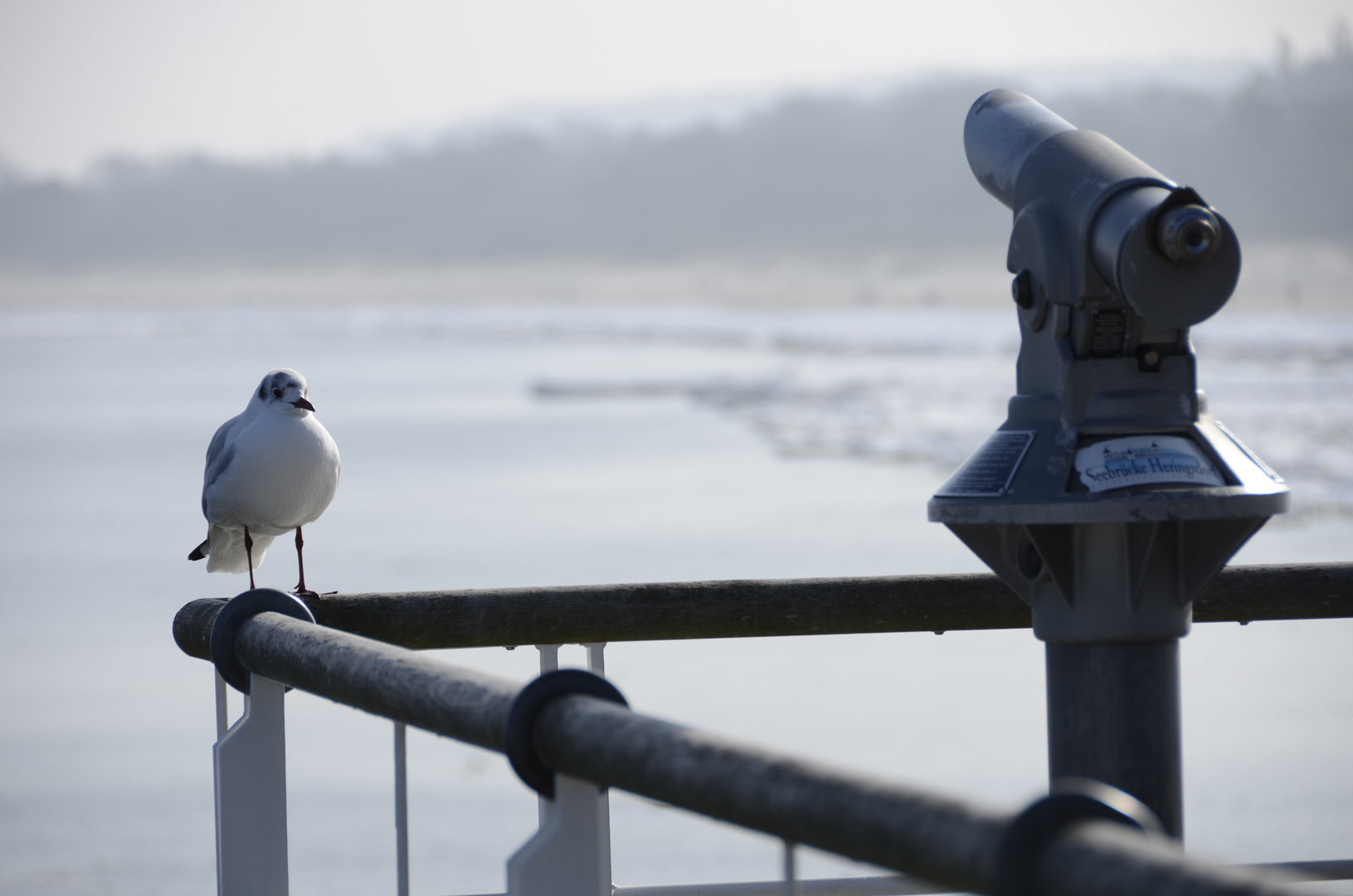 Möve auf der Seebrücke Heringsdorf