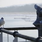 Möve auf der Seebrücke Heringsdorf