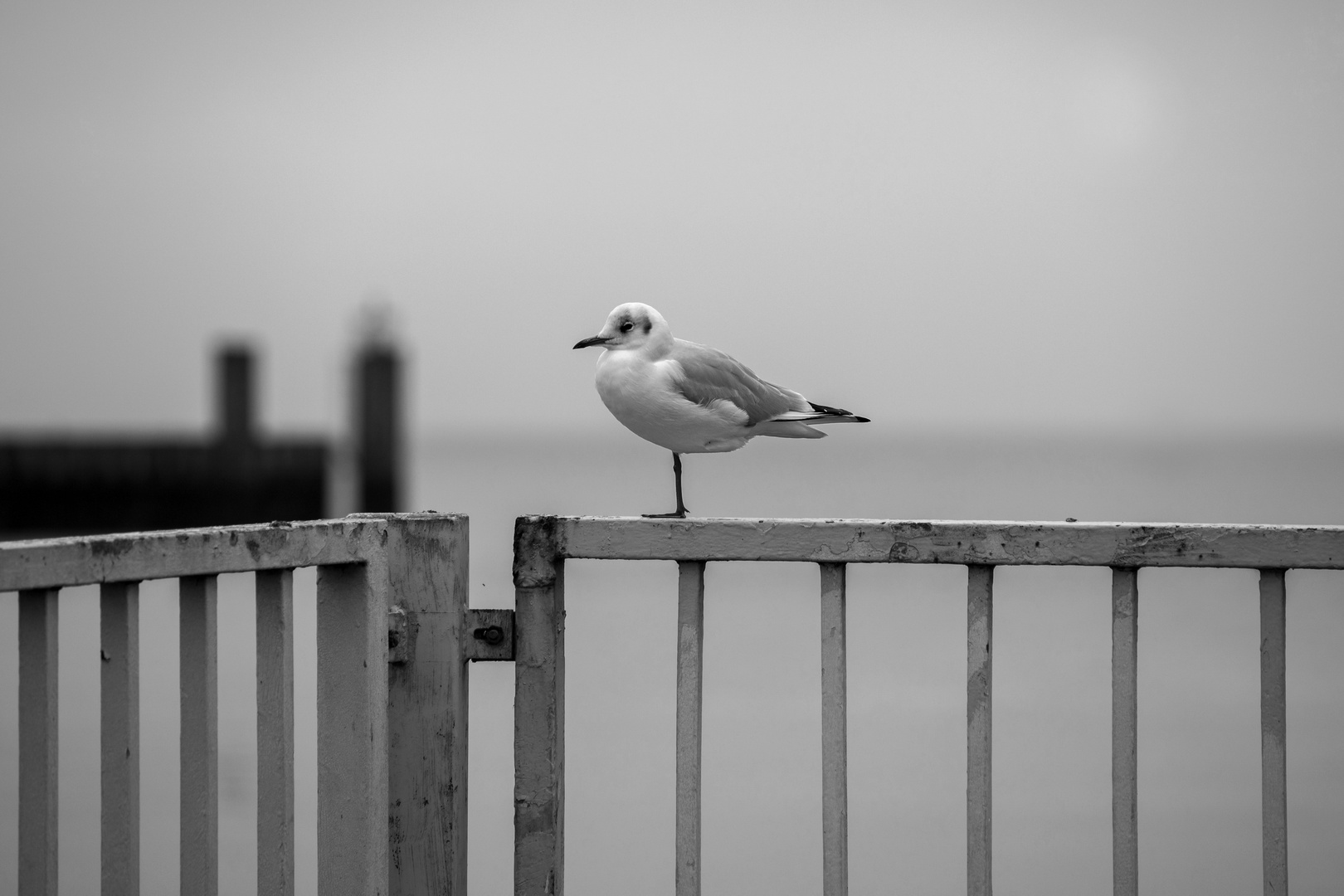 Möve auf einem Bein - Novembertag in Cuxhaven