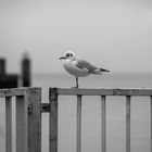 Möve auf einem Bein - Novembertag in Cuxhaven