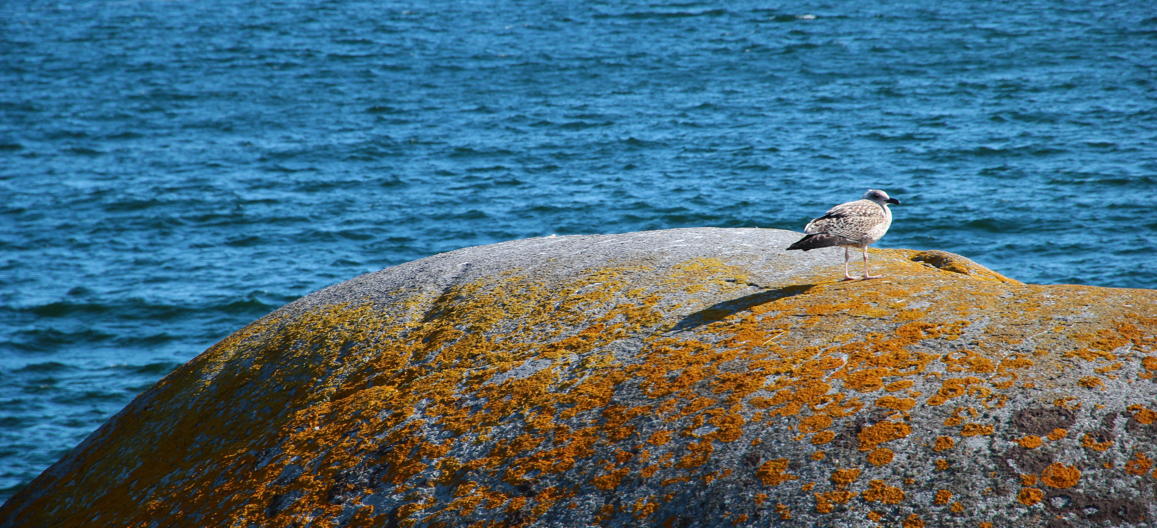 Möve auf einem Stein in Larvik (Norge)