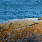 Möve auf einem Stein in Larvik (Norge)