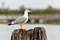 Möve auf einer Brickola in der Lagune von Venedig