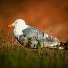 Möve auf Helgoland