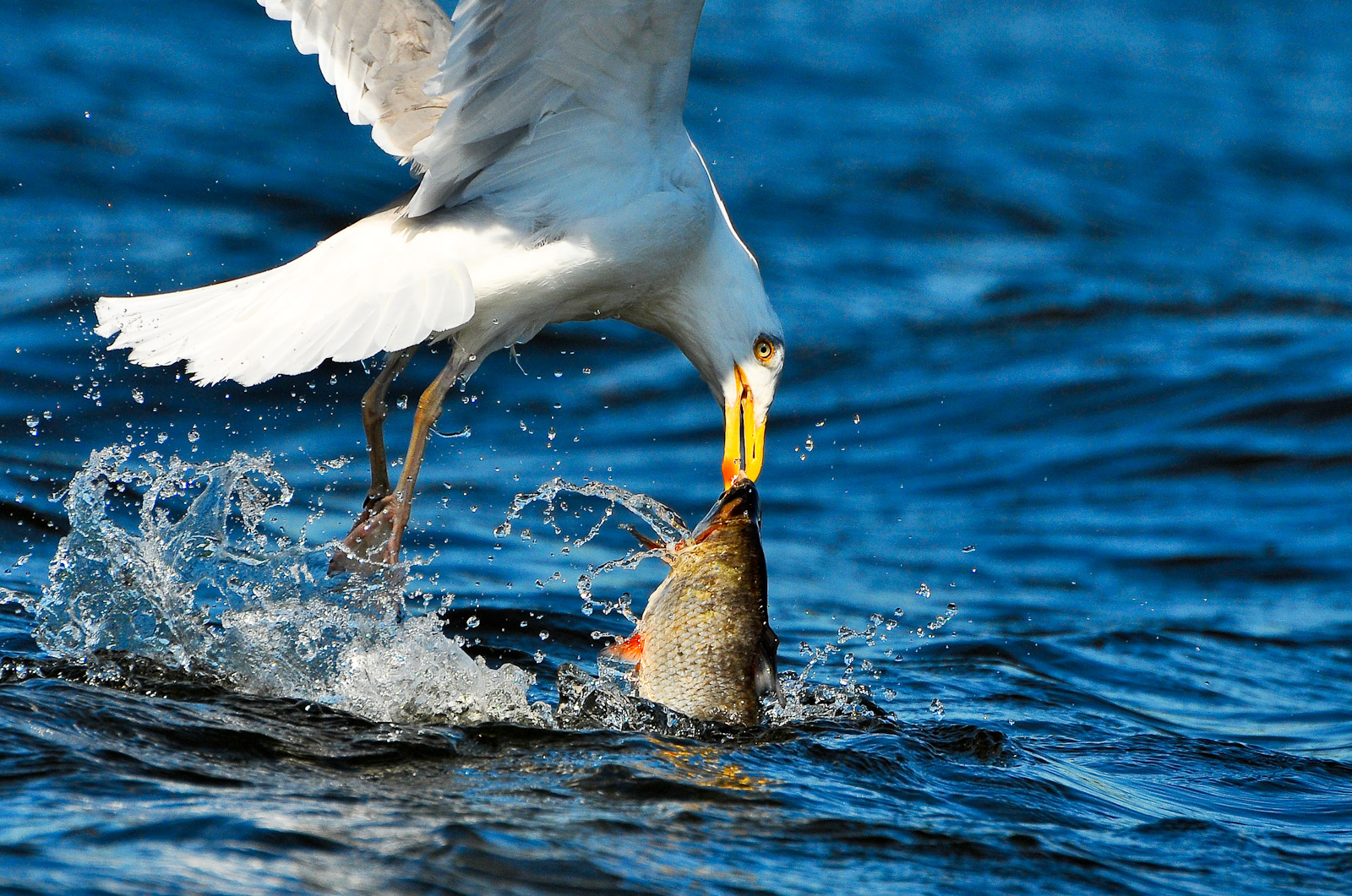 Möve auf Jagd in Usedom