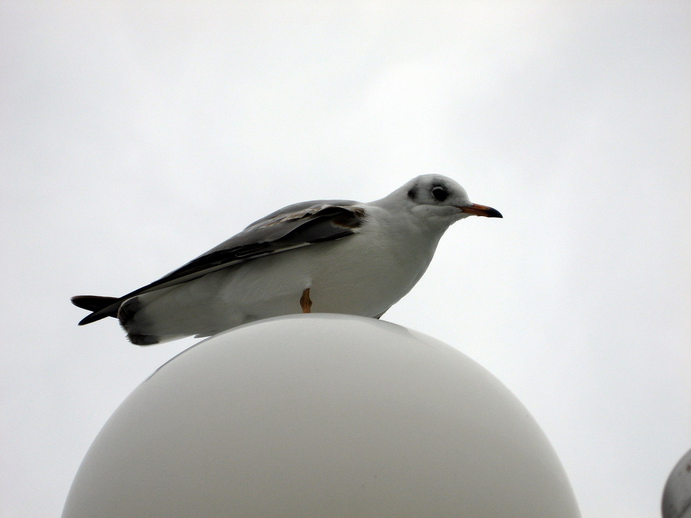 Möve auf Rügen